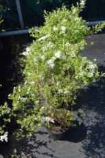 Spiraea cinerea ‘Graciosa’-Spierstruik 40-60 C3