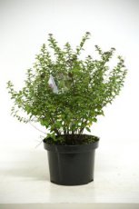 Spiraea cinerea ‘Grefsheim’ 60/80 C10 Spiraea cinerea ‘Grefsheim’-Spierstruik 60-80 C10