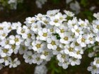 Spiraea cinerea 'Grefsheim' 10 st.  60-80  BW  4/5 T | SPIERSTRUIK