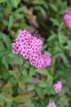 Spiraea J. 'Anthony Waterer' 25/30 50 st. BW Spiraea japonica  'Anthony Waterer' 25/30 BW 50 st.