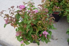 Spiraea japonica  ‘Crispa’-Spierstruik 25-30 C3