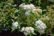 Spiraea japonica 'Genpei' 40/50 C10 Spiraea japonica 'Genpei’(=Shirobana)-Spierstruik 40-50 C10