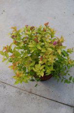 Spiraea japonica  ‘Goldflame’ 40/50 C10 Spiraea japonica ‘Goldflame’ - Spierstruik 40-50  C10