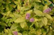 Spiraea japonica  ‘Little Princess’ 20/25 C Spiraea japonica  ‘Little Princess’ - Spierstruik 20-25   C