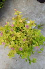 Spiraea japonica  ‘Little Princess’ 20/25 C Spiraea japonica  ‘Little Princess’ - Spierstruik 20-25   C