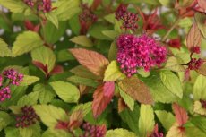 Spiraea japonica 'Magic Carpet®' - Spierstruik 30-40 C4