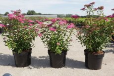 Spiraea japonica 'Neon Flash' - Spierstruik 30-40 C4