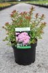 Spiraea japonica 'Sparkling Champagne®' 30/40 C4 Spiraea japonica 'Sparkling Champagne®' - Spierstruik 30-40 C4