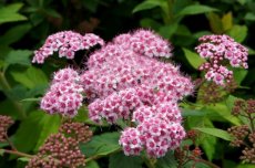 Spiraea japonica 'Sparkling Champagne®' - Spierstruik 30-40 C4