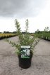 Spiraea nipponica 'Snowmound' 30/40 C3 Spiraea nipponica ‘Snowmound’ - Spierstruik 30-40 C3