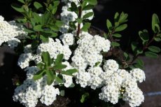 Spiraea nipponica ‘Snowmound’ - Spierstruik 30-40 C3