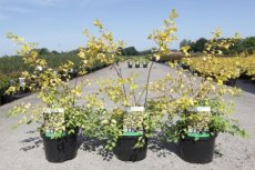 Spiraea vanhouttei 'Gold Fountain' - Spierstruik 40-60 C3