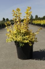 Spiraea vanh.'Gold Fountain' 60/80 C10 Spiraea vanhouttei 'Gold Fountain' - Spierstruik 60-80 C10