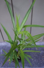 Spodiopogon sibiricus | Siberisch siergras 120  P9