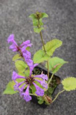Stachys grandiflora ‘Superba’ Stachys grandiflora (macrantha) ‘Superba’ | Andoorn 50 P9