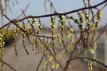 Stachyurus chin.‘Celina’ 40/50 C4 Stachyurus chinensis ‘Celina’ - Staartaar 40-50 C4