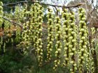 Stachyurus chinensis ‘Celina’ - Staartaar 40-50 C4