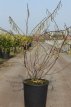 Stachyurus chin.‘Celina’ 60/80 C10 Stachyurus chinensis ‘Celina’ - Staartaar 60-80 C10