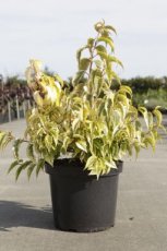 Stachyurus chinensis 'Joy Forever' 60/80 C10 Stachyurus chinensis 'Joy Forever' - Staartaar 60-80 C10