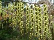 Stachyurus salicifolius 60/80 C10 Stachyurus salicifolius - Staartaar 60-80 C10