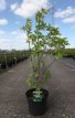 Staphylea colchica 60/80 C10 Staphylea colchica - Kaukasische pimpernoot  60-80 C10