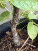 Staphylea pinnata 30/40 C3 Staphylea pinnata | Europese pimpernoot-Klootzakkenboom 30-40 C3