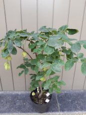 Staphylea pinnata | Europese pimpernoot-Klootzakkenboom 30-40 C3