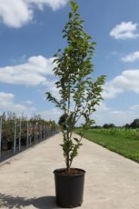 Styrax japonicus 'Juni Snow' - Japanse storaxboom 125-150 C18