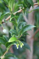 Styrax japonicus 'Snowcone' - Japanse storaxboom  125-150 C18