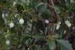 Styrax japonicus 100/125 C10