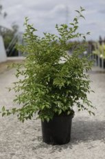 Styrax japonicus 100/125 C10