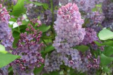 Syringa vulgaris 'Andenken an Ludwig Späth' - Sering 60-80 C12