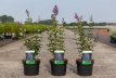 Syringa Bloomerang® 'Dark Purple' 30/40 C4 Syringa Bloomerang® 'Dark Purple' - Sering 30-40 C4