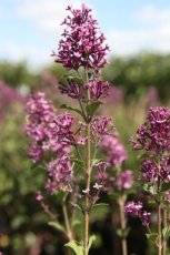 Syringa Bloomerang® 'Dark Purple' - Sering 30-40 C4