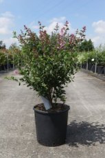 Syringa Bloomerang® 'Dark Purple' 60/80 C12 Syringa Bloomerang® 'Dark Purple' - Sering 60-80 C12