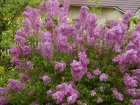 Syringa chinensis ‘Saugeana’-Sering 40-50 C4