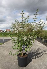 Syringa chinensis 'Saugeana' 80/100 C12 Syringa chinensis ‘Saugeana’-Sering 80-100 C12