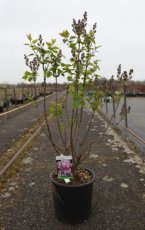 Syringa hyacinthiflora 'Esther Staley' - Vroegbloeiende sering  60-80 C12