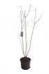 Syringa joskiae 100/125 C10 Syringa joskiae - Hongaarse sering 100-125 C10