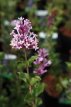 Syringa meyeri 'Palibin' 30/40 C4 Syringa meyeri ‘Palibin’ - lila - Sering 30-40 C4