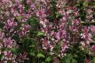 Syringa meyeri 'Pink Perfume'® stam 60 C25 Syringa meyeri 'Pink Perfume'®(Boomerang) - roze - Sering - stam 60 C25