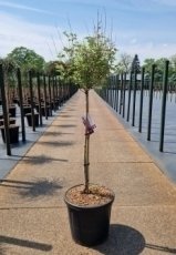 Syringa meyeri 'Pink Perfume'® stam 60 C25 Syringa meyeri 'Pink Perfume'®(Boomerang) - roze - Sering - stam 60 C25