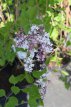 Syringa microp.Superba 40/60 C Syringa microphylla ‘Superba’ - roze - Sering 40-60 C