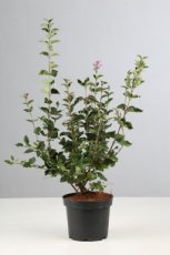 Syringa microphylla ‘Superba’ 60/80 C Syringa microphylla ‘Superba’ - rose - Lilas de Chine 40-60 C