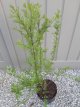 Syringa persica 'Laciniata' 40/60 C Syringa persica ‘Laciniata’-Sering 40-60 C