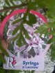 Syringa persica 'Laciniata' 40/60 C Syringa persica ‘Laciniata’-Sering 40-60 C