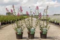 Syringa 'Red Pixie' - Sering 30-40 C4