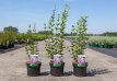 Syringa 'Tinkerbelle®' 30/40 C4 Syringa 'Tinkerbelle®' - Sering 30-40 C4