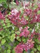 Syringa 'Tinkerbelle®' 30/40 C4 Syringa 'Tinkerbelle®' - Sering 30-40 C4