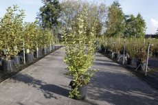 Syringa 'Tinkerbelle®' 50/60 C10 Syringa 'Tinkerbelle®' - Sering 50-60 C10